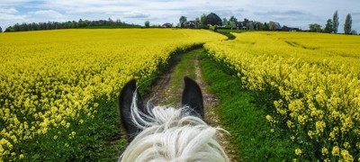 behind horse close-up in a yellow field