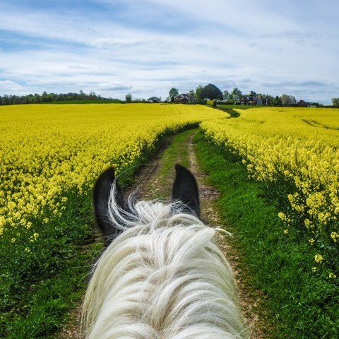 behind horse close-up in a yellow field
