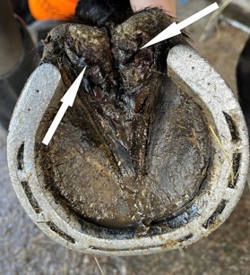 Underside of a shod horse's foot with arrows pointing to signs of thrush on the frog and heel