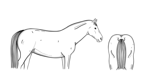 4 – unhealthy (fat)