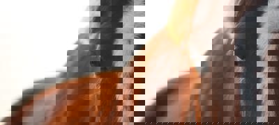 Close Up Of Horse