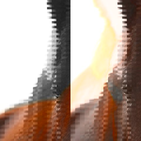 Close Up Of Horse