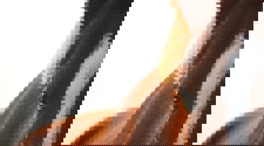 Close Up Of Horse