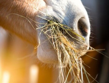 Horse Eating Hay