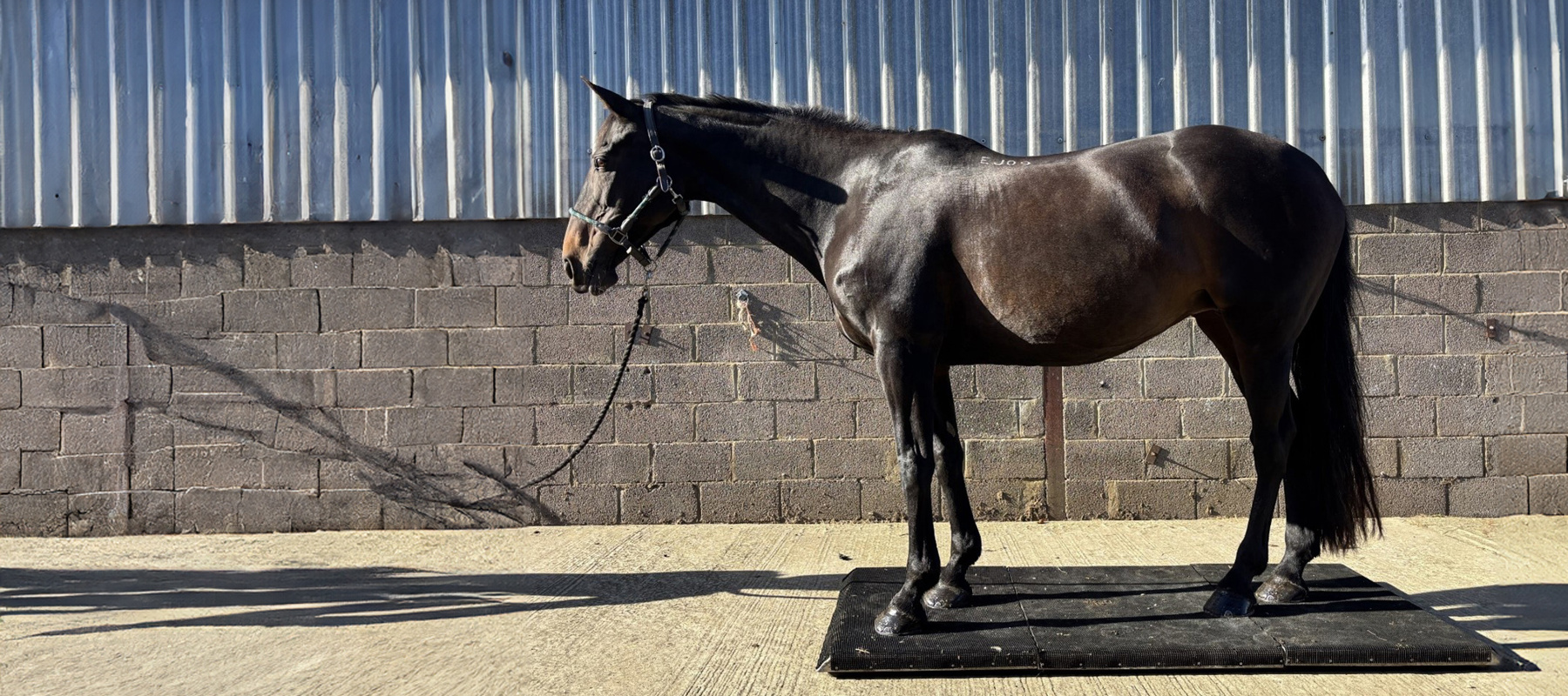 Picture2 Expanded Copy3