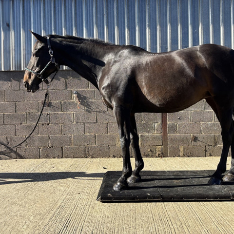 Picture2 Expanded Copy3