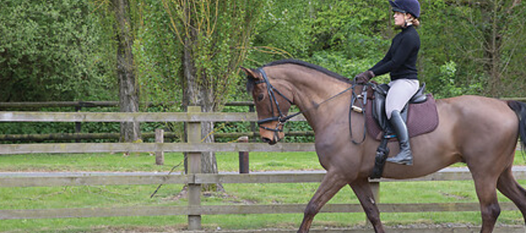 rider dressage horse