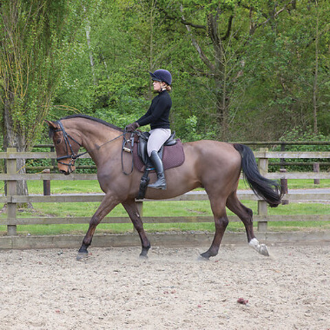 rider dressage horse