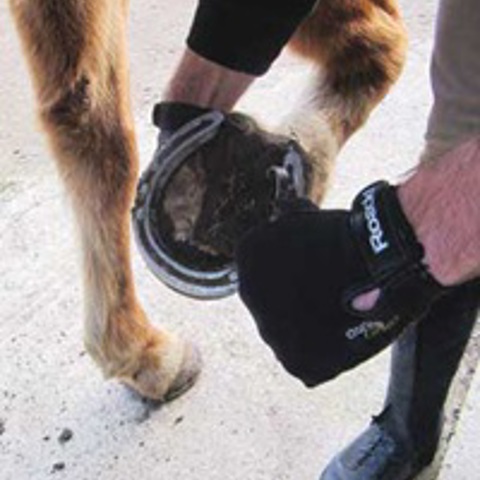 Hoof Picking