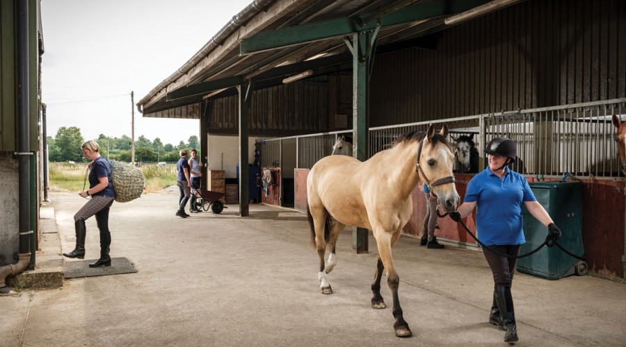 Handling Your Horse
