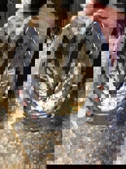 Shod horses hoof