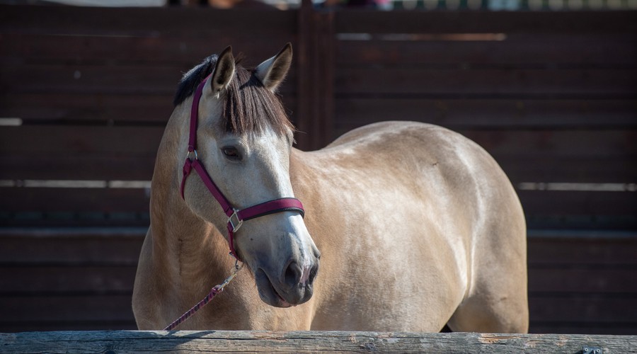 horse at a yard