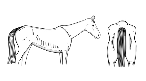 1 – unhealthy (thin)