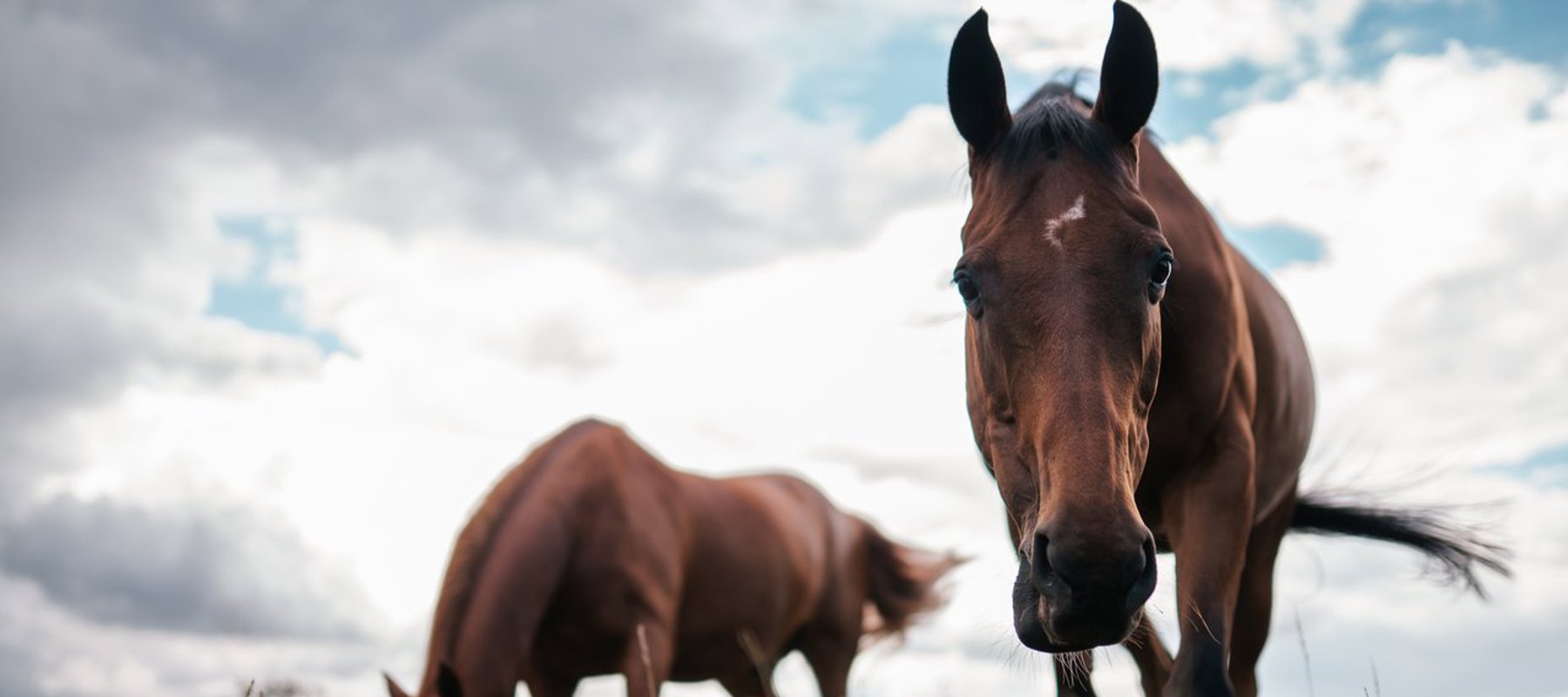 BHS Swallowfield Pair Grazing (1)