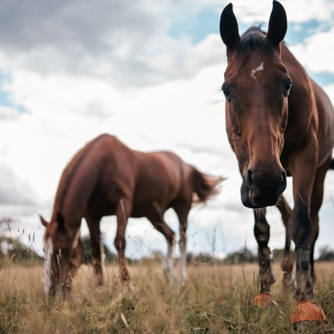 BHS Swallowfield Pair Grazing (1)