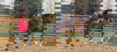 Long Reining 2