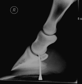 An x-ray of a penetration in a horse's hoof