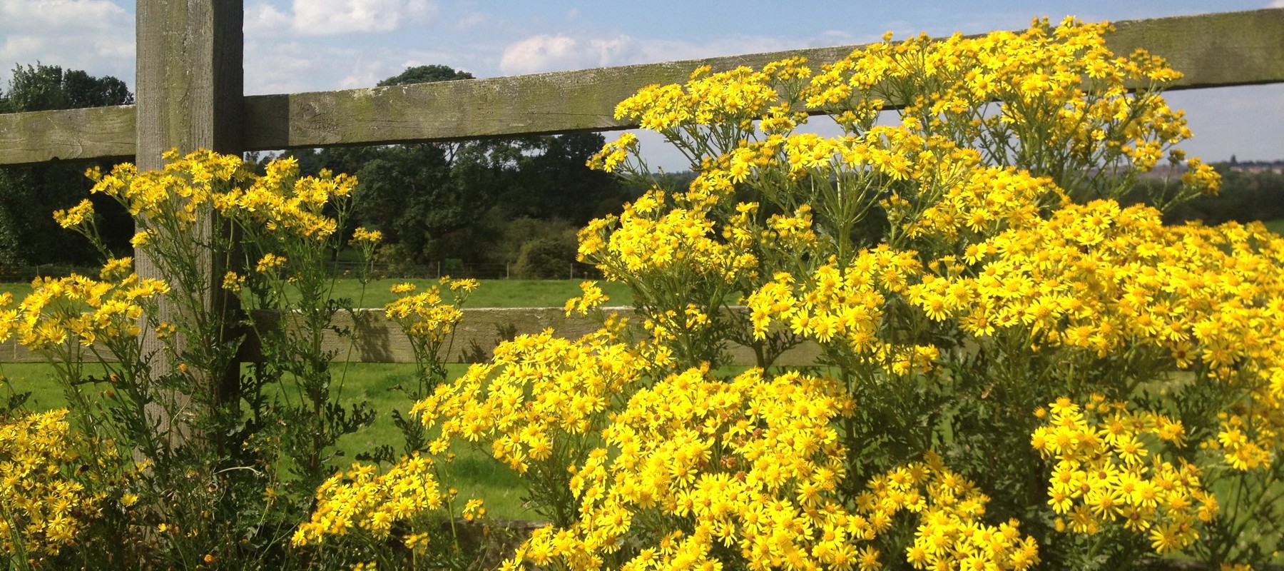 Ragwort (003)