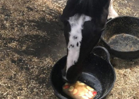 Horse licking ice lick
