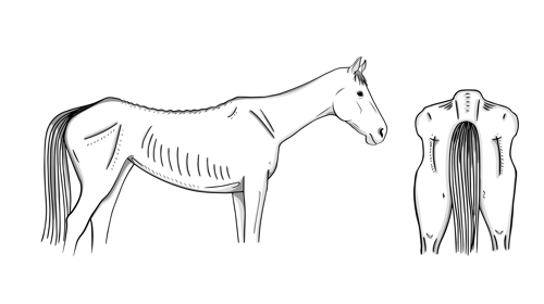 0 – very unhealthy (emaciated)