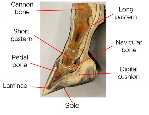 A cross section of the hoof with the points labelled