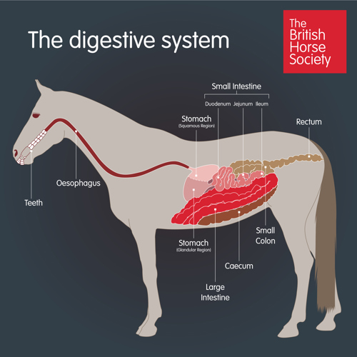 Illustration of a horses digestive system