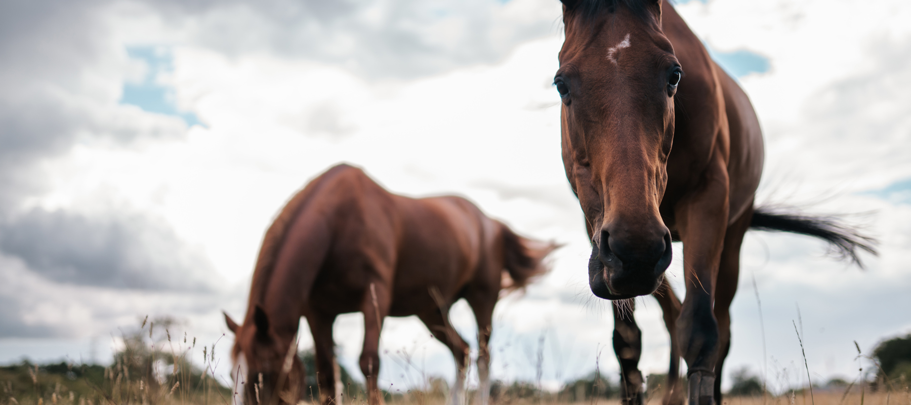 BHS Swallowfield Pair Grazing