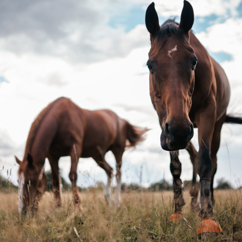 BHS Swallowfield Pair Grazing
