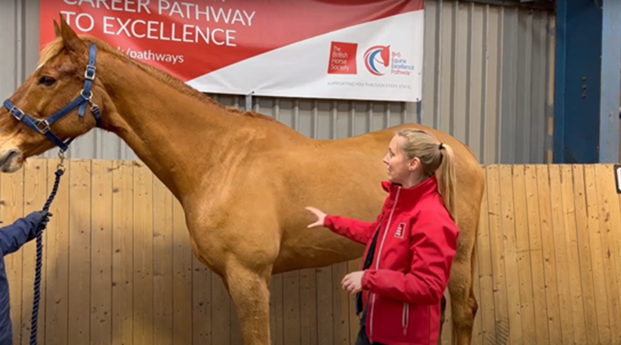 Introduction To Fat Scoring Horses