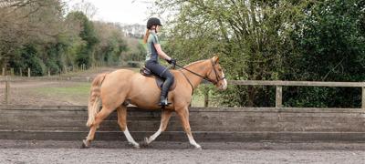 Horse And Rider Trotting In An Arena