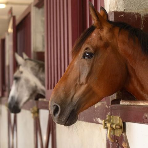 Horses Heads In Stable