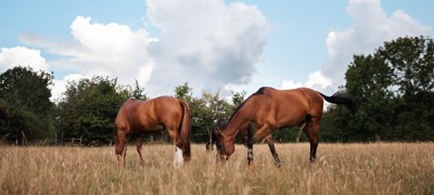 BHS Swallowfield Summer Fields (1)