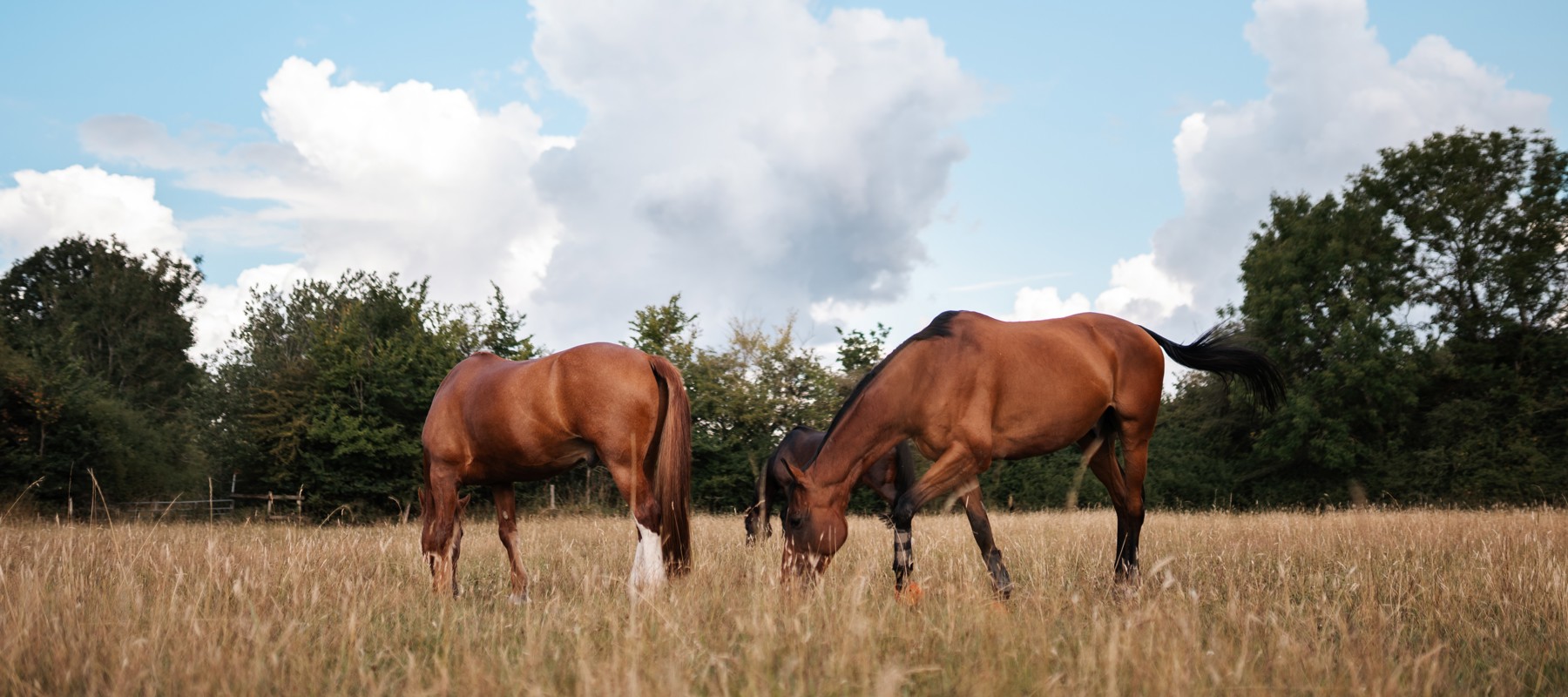 BHS Swallowfield Summer Fields (1)