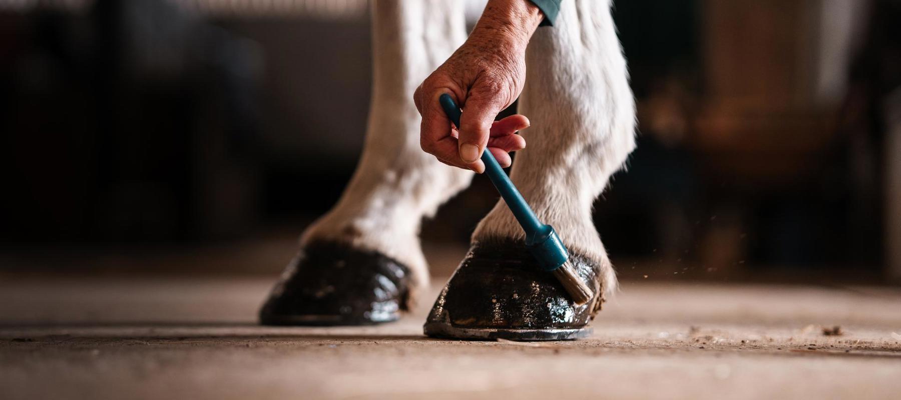 Hemps Green Sept 24 Applying Hoof Oil (1)