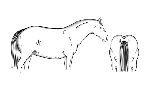 5 – very unhealthy (obese)