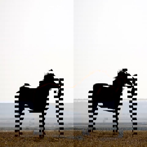 Horse And Rider In Countryside Shutterstock 11585581