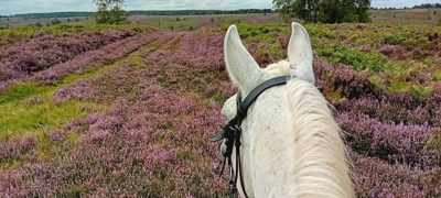 Cannock Chase Heather