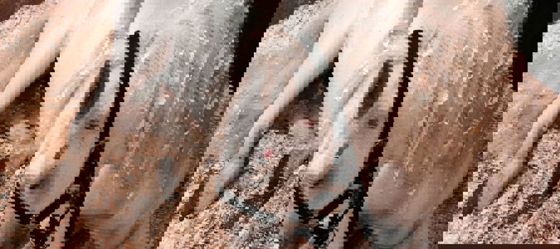 horse colic