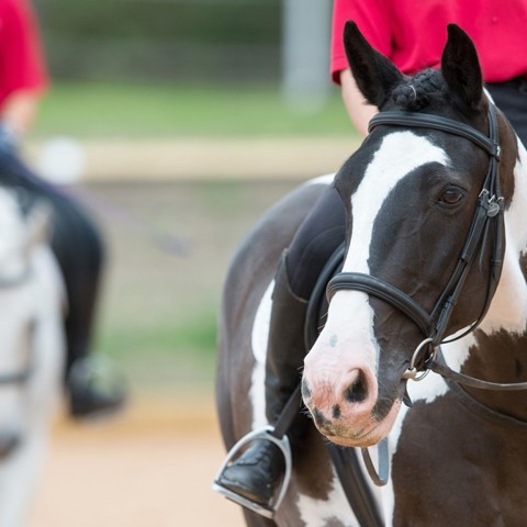 horse riding complete horsemanship
