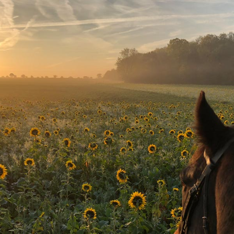 Image Credit The British Horse Society. Through The Ears Charlotte D 4