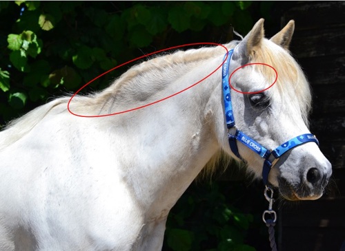 Pony with unusual fatty deposits along the neck and bulging hollow above the eye.