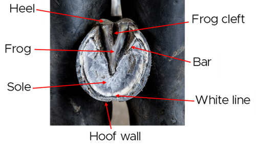 Image of a hoof with the points marked with red arrows and the names