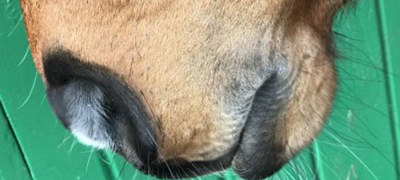 Muzzle (1)