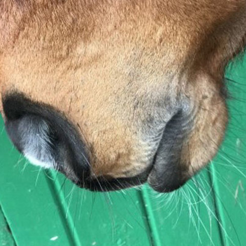 Muzzle (1)