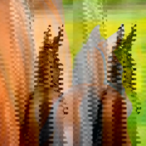 LG Image 2