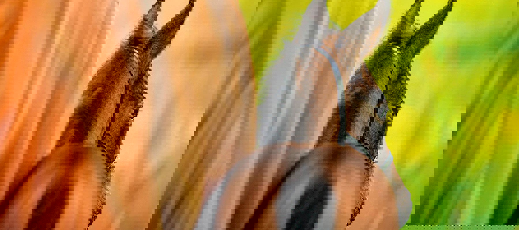 LG Image 2