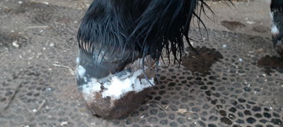 Snow Balled In Hooves Permission Given By Helene M (1)