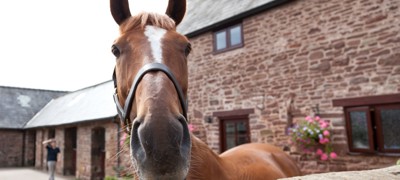 Horse In Yard