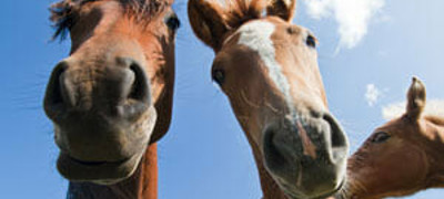 Large Team Horse