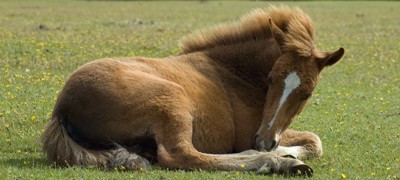 Sleeping Foal